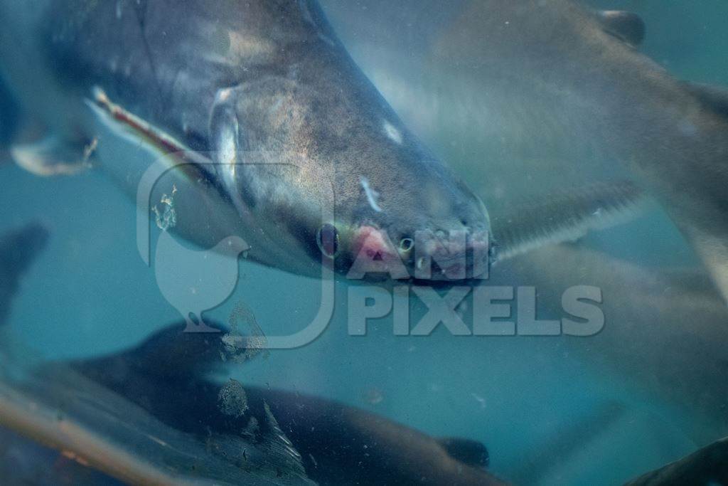 Injured or diseased fish in a tank at an underwater fish tunnel expo aquarium in Pune, Maharashtra, India, 2024