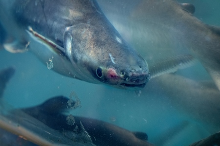 Injured or diseased fish in a tank at an underwater fish tunnel expo aquarium in Pune, Maharashtra, India, 2024