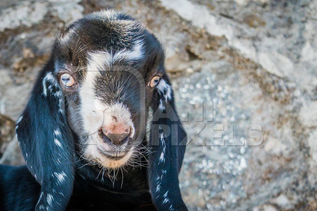 Small cute black and white baby goat with grey background