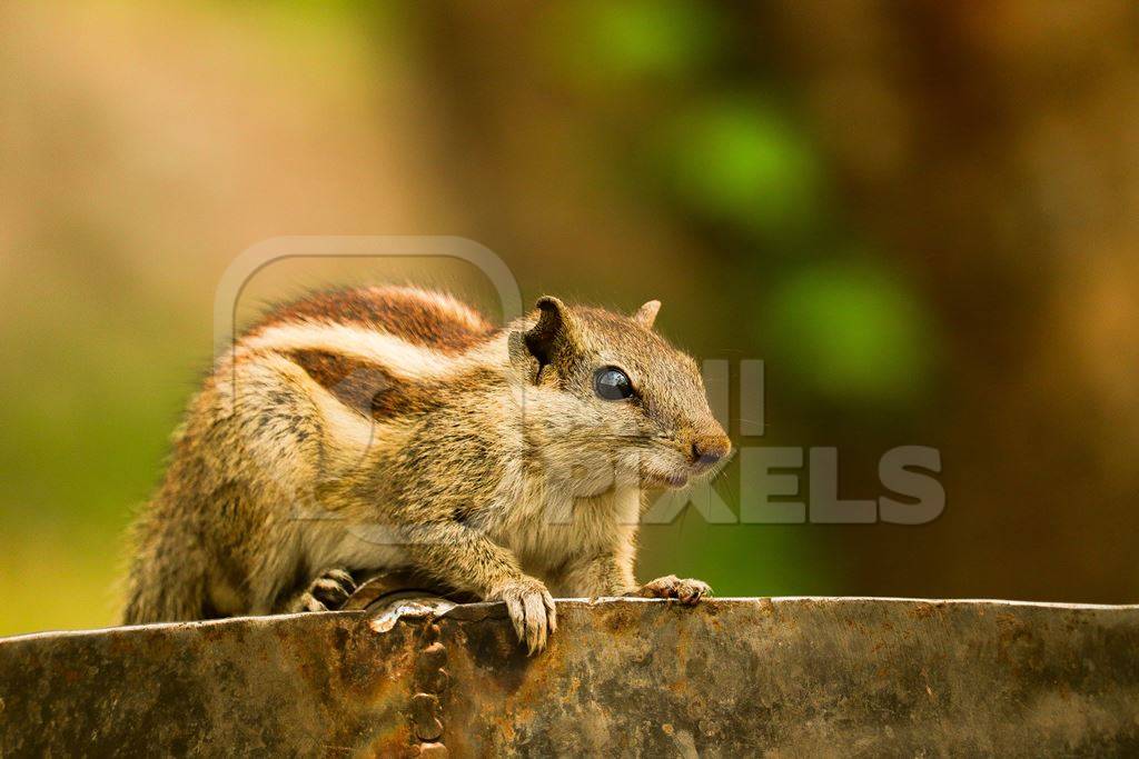 Indian palm squirrel sitting on fence