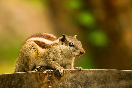 Indian palm squirrel sitting on fence