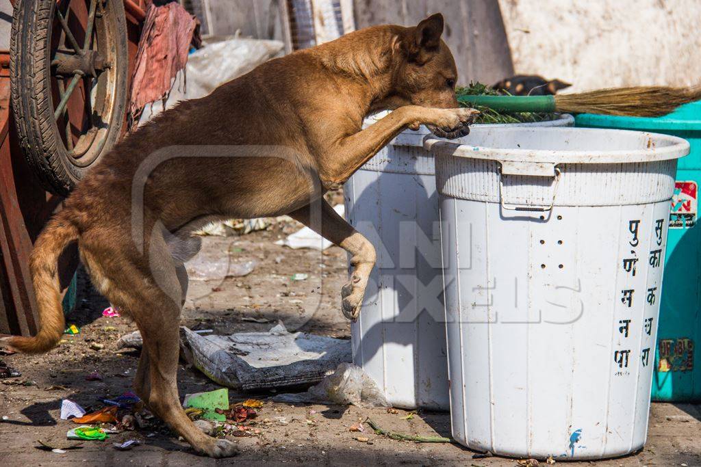 Stray street dogs on road eating from garbage or rubbish