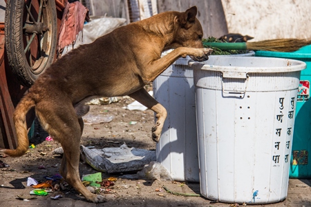 Stray street dogs on road eating from garbage or rubbish