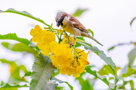 Indian sparrows on yellow flowers in the rural countryside of the Bishnoi villages in Rajasthan in India