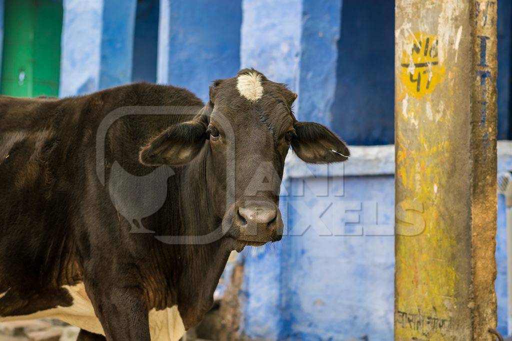 Large black bull with blue wall background in street in city of Bikaner in Rajasthan