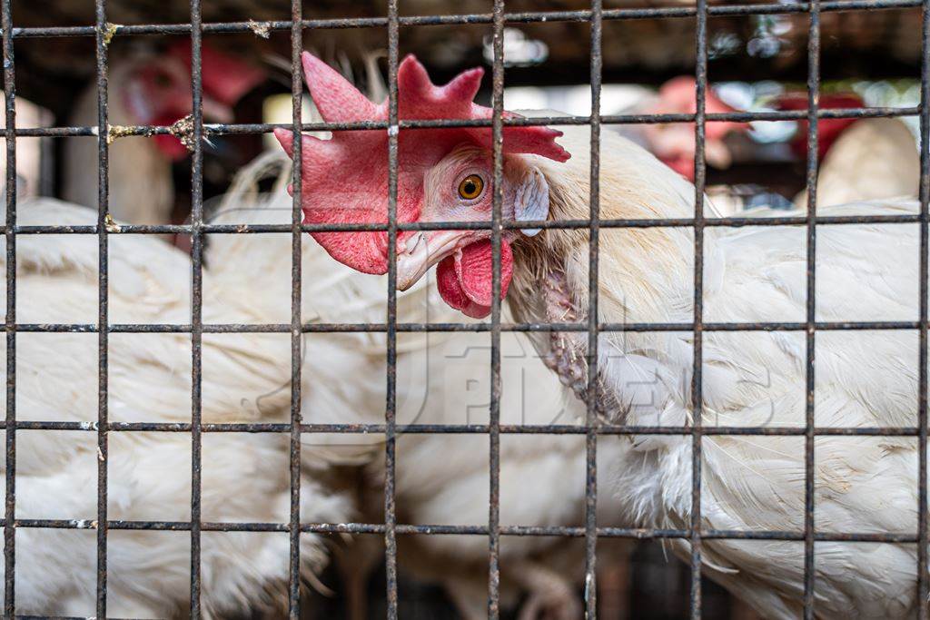 Indian chickens in a cage outside a chicken meat shop, Pune, India, 2022