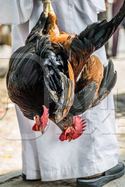 Man holding bunch of black chickens upside down at Juna Bazaa