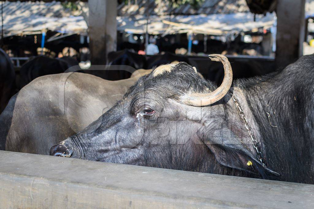 Farmed Indian buffalo with an eye infection on an urban dairy farm or tabela, Aarey milk colony, Mumbai, India, 2023