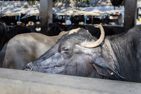 Farmed Indian buffalo with an eye infection on an urban dairy farm or tabela, Aarey milk colony, Mumbai, India, 2023