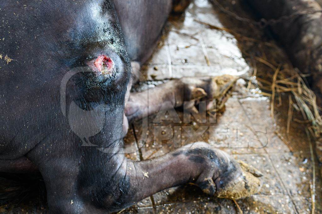 Indian buffalo with a wound or injury in a concrete shed on an urban dairy farm or tabela, Aarey milk colony, Mumbai, India, 2023