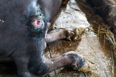 Indian buffalo with a wound or injury in a concrete shed on an urban dairy farm or tabela, Aarey milk colony, Mumbai, India, 2023