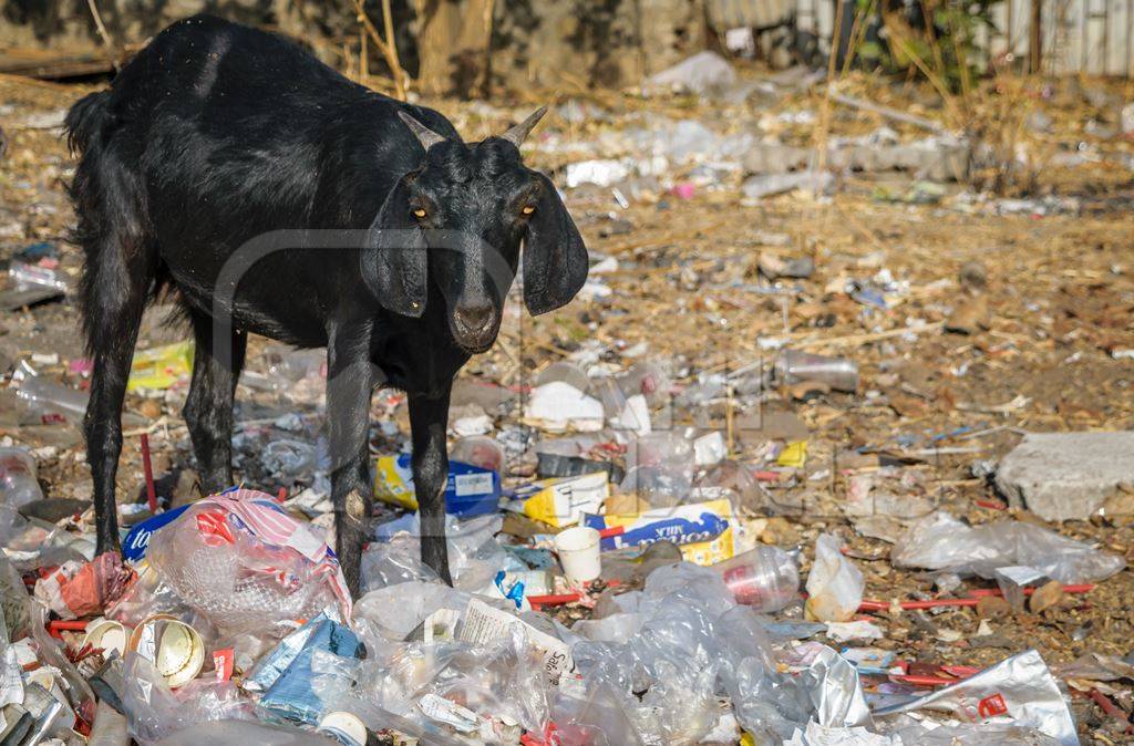 Goat on wasteground in an urban city