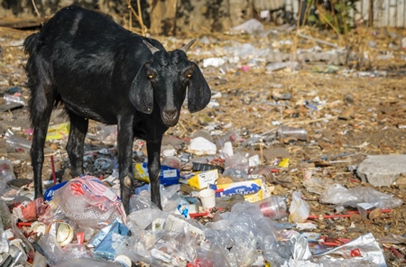 Goat on wasteground in an urban city