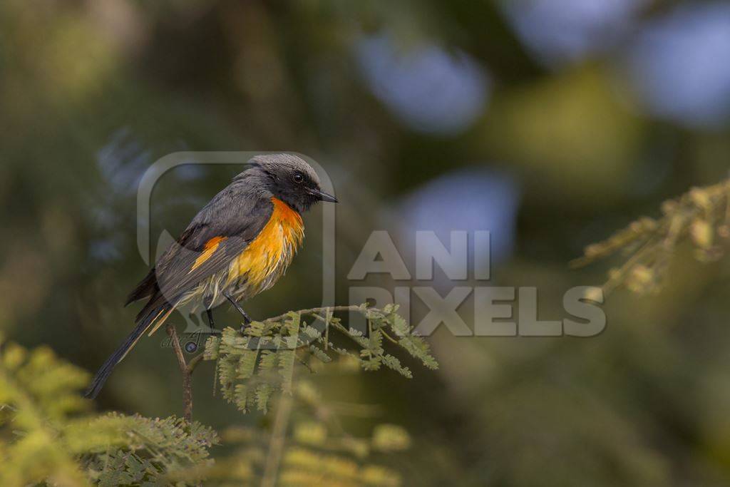 Small minivet on a leaf