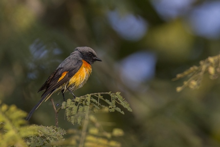 Small minivet on a leaf