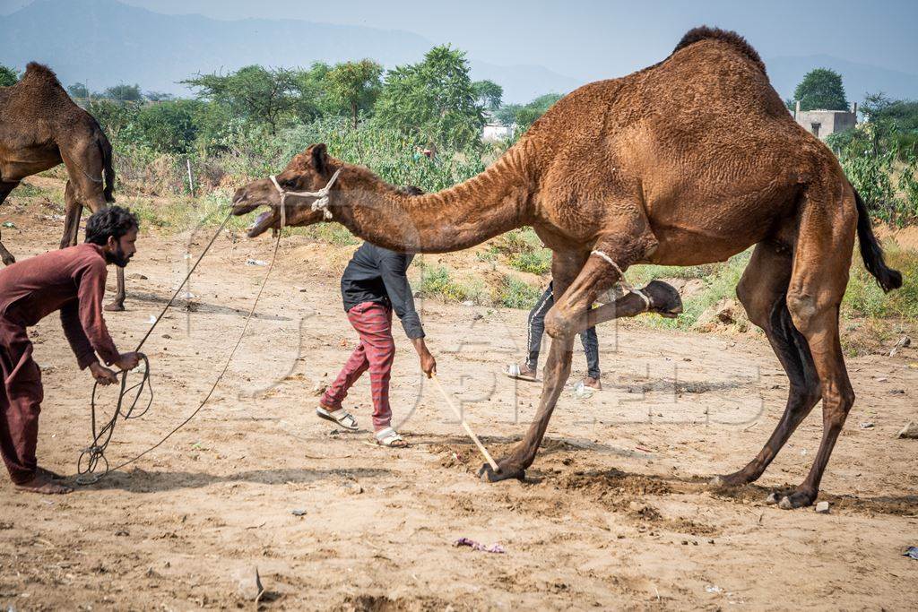 Camel with leg tied up and hit to train it to dance at Pushkar camel fair