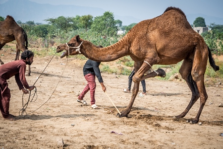 Camel with leg tied up and hit to train it to dance at Pushkar camel fair