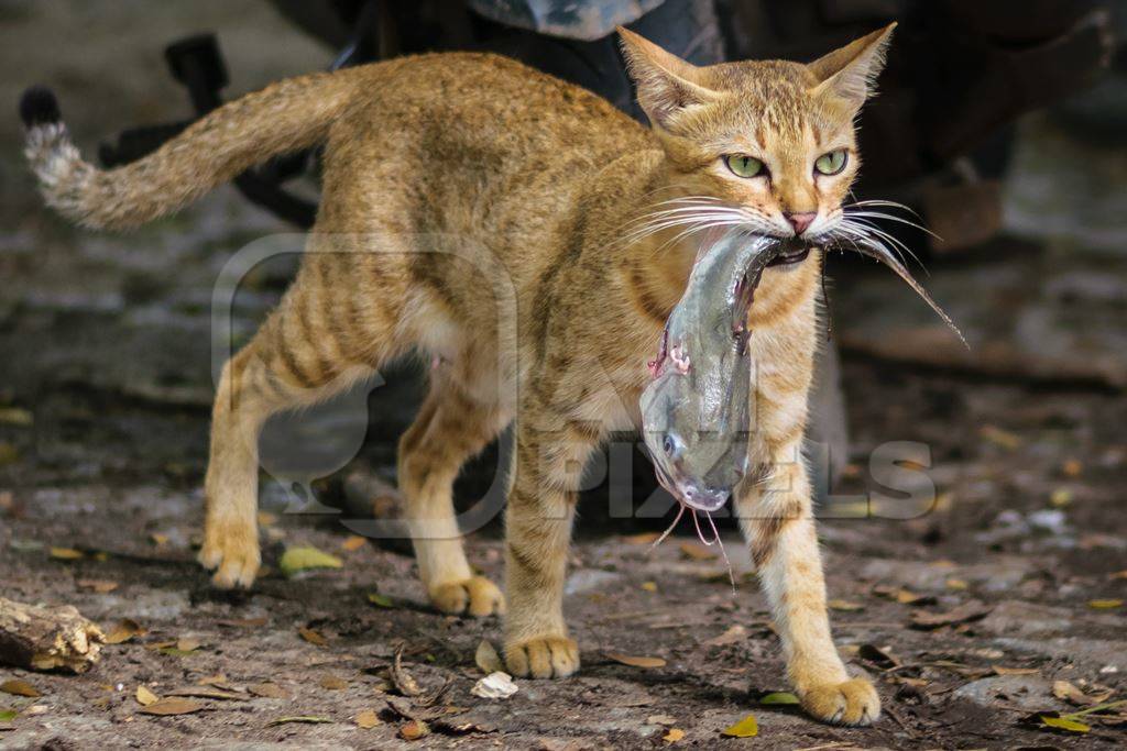 Street cat at Kochi fishing harbour in Kerala with fish in mouth