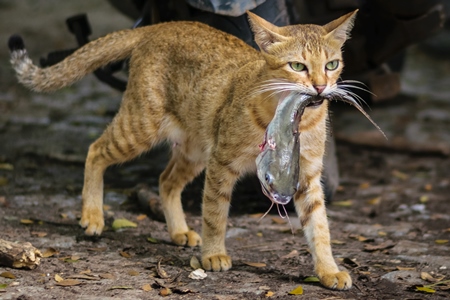 Street cat at Kochi fishing harbour in Kerala with fish in mouth