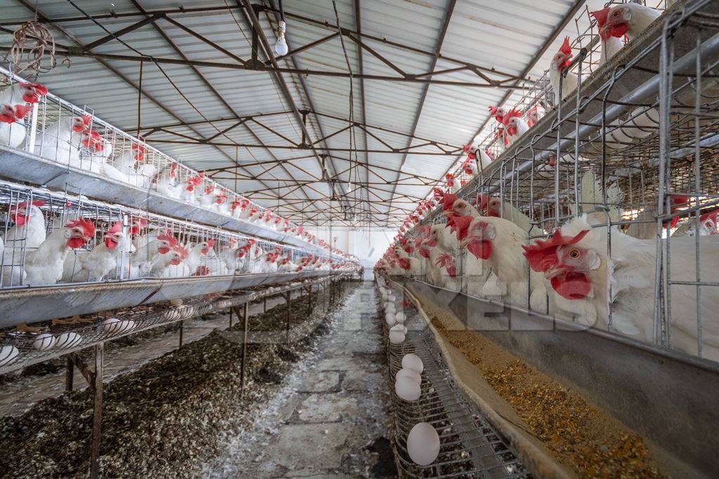 Hundreds of layer hens or chickens in battery cages on a poultry layer farm or egg farm in rural Maharashtra, India, 2021