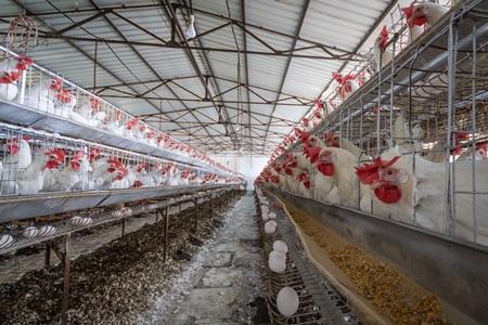 Hundreds of layer hens or chickens in battery cages on a poultry layer farm or egg farm in rural Maharashtra, India, 2021