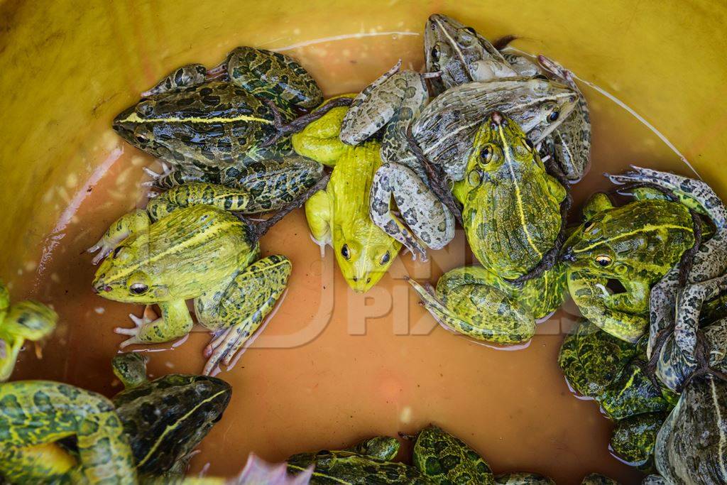 Frogs in bowls on sale at an exotic market