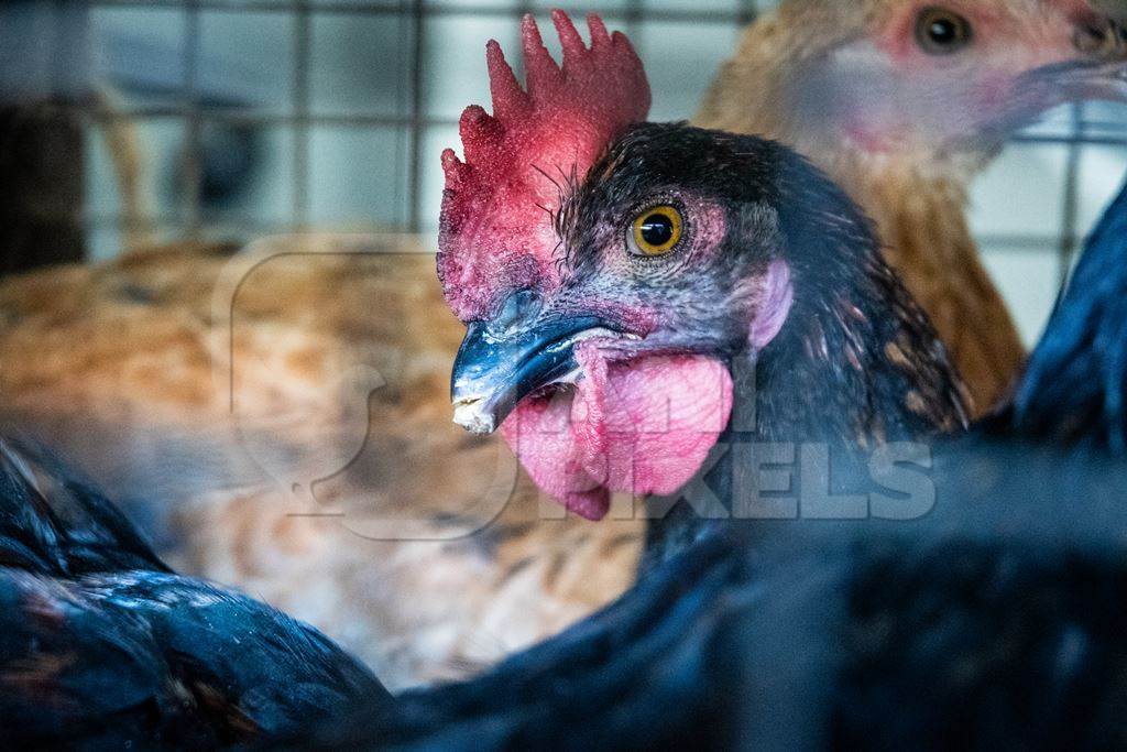 Debeaked hen or chicken looking through bars of cage at meat market