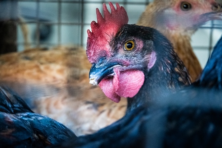 Debeaked hen or chicken looking through bars of cage at meat market