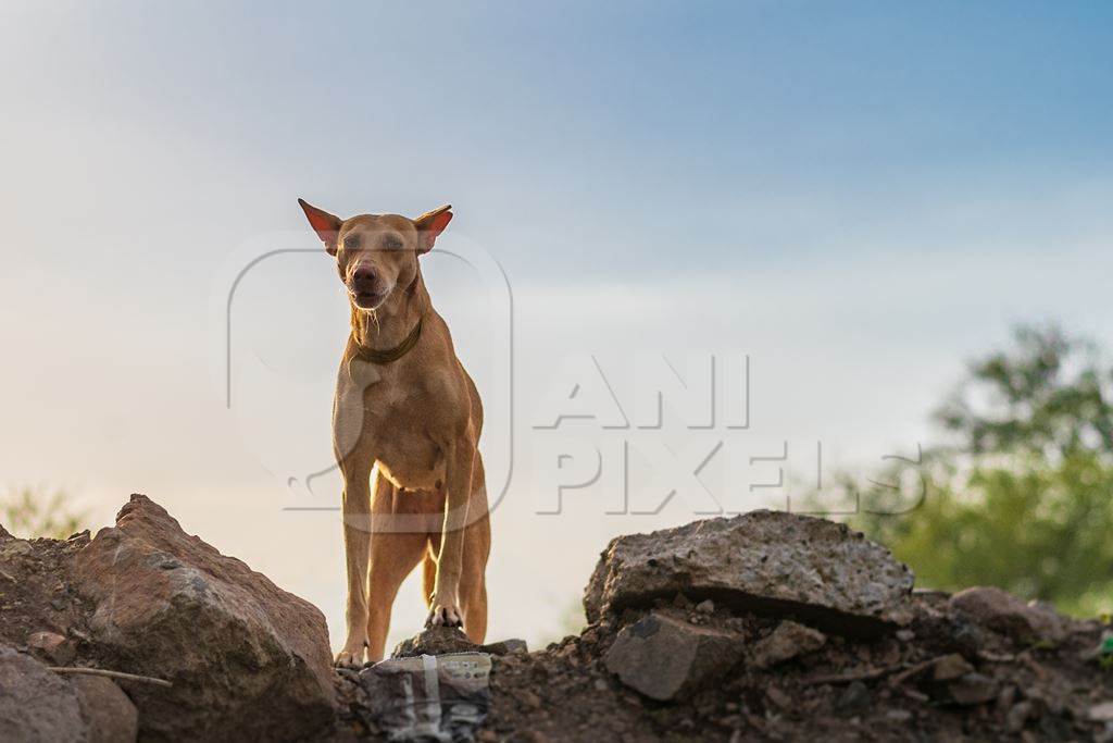 Indian stray or street dog with notch in ear indicating dog is spayed in urban city in Maharashtra, India, 2021