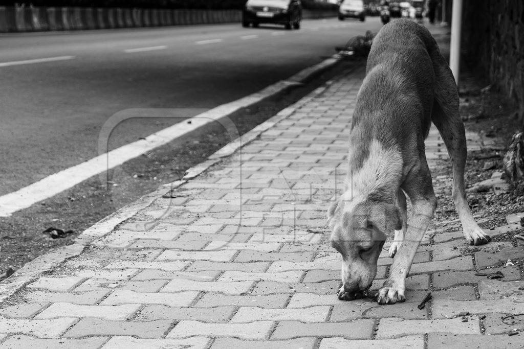 Stray street dog on road in black and white