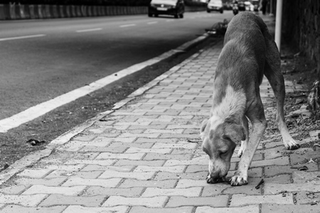 Stray street dog on road in black and white