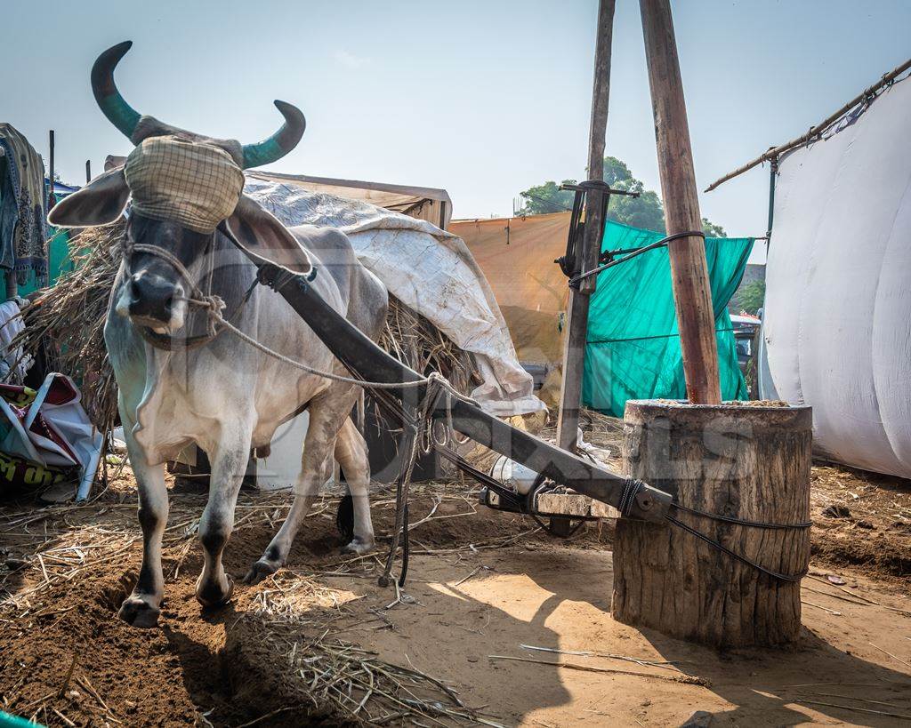 Large bullock or ox blindfolded and harnessed operating traditional ghani mill to grind oil seeds