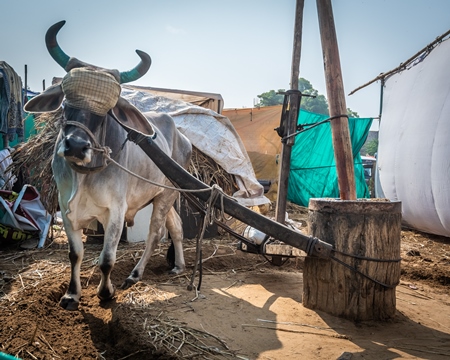 Large bullock or ox blindfolded and harnessed operating traditional ghani mill to grind oil seeds