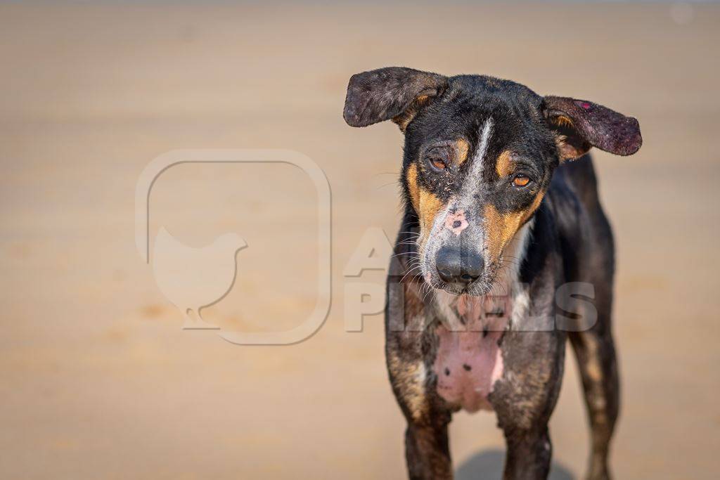 Stray sad Indian street dog with skin infection or mange on the beach in Maharashtra, India