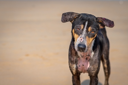 Stray sad Indian street dog with skin infection or mange on the beach in Maharashtra, India