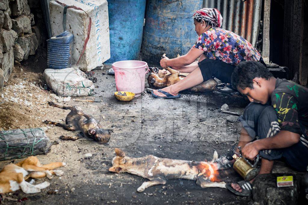 Dogs clubbed to death, blowtorched, then sold for meat at a dog market in Nagaland, India, 2018