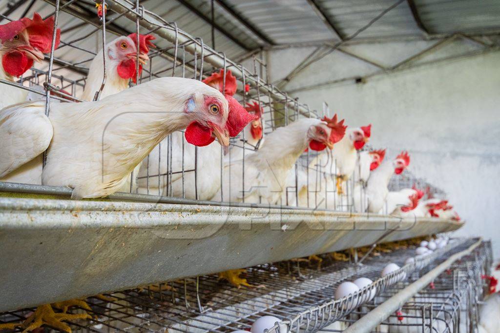 View of layer hens or chickens reaching through the bars of their battery cages on a poultry layer farm or egg farm in rural Maharashtra, India, 2021