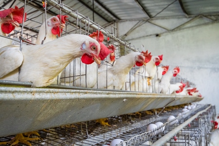 View of layer hens or chickens reaching through the bars of their battery cages on a poultry layer farm or egg farm in rural Maharashtra, India, 2021