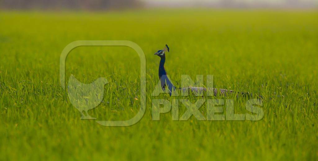 Peacock bird in green grass
