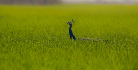 Peacock bird in green grass