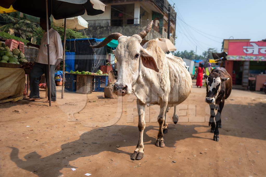 Indian street cows walking along the street in black and white in Malvan, Maharashtra, India, 2022