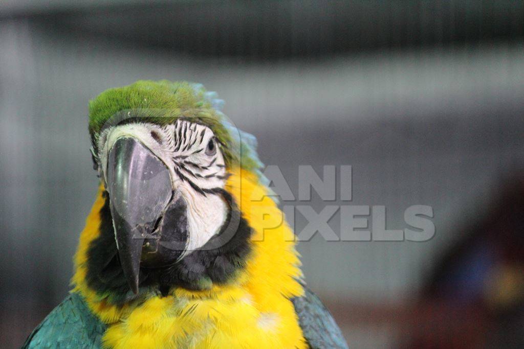 Blue and yellow Macaw parrot kept as pet in captivity