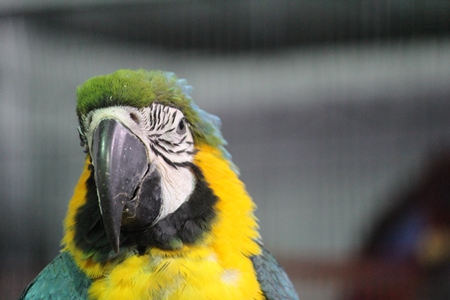 Blue and yellow Macaw parrot kept as pet in captivity