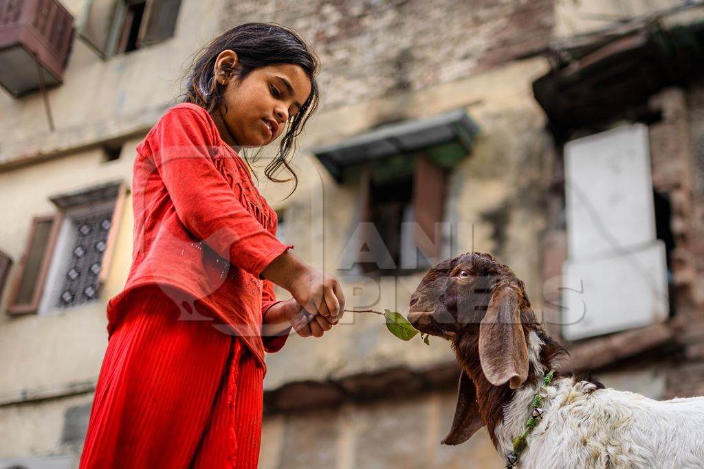 Indian girl feeding goat on a street in Delhi, India, 2023