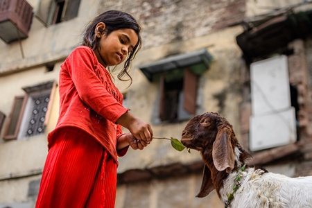 Indian girl feeding goat on a street in Delhi, India, 2023