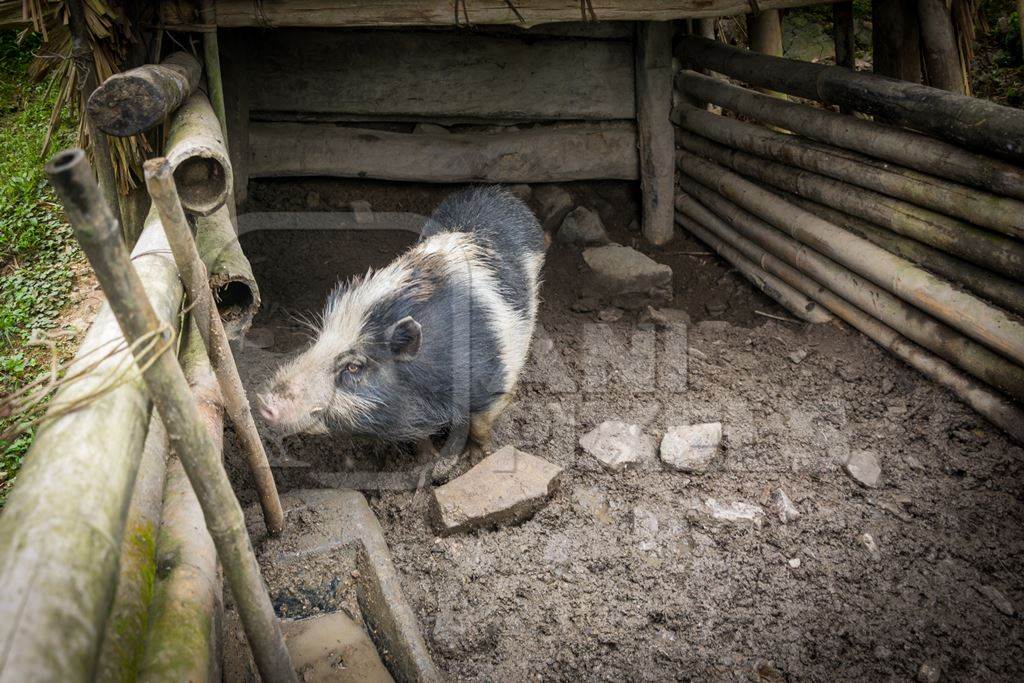 Farmed black and white pig in a wooden pig pen in Nagaland in Northeast India