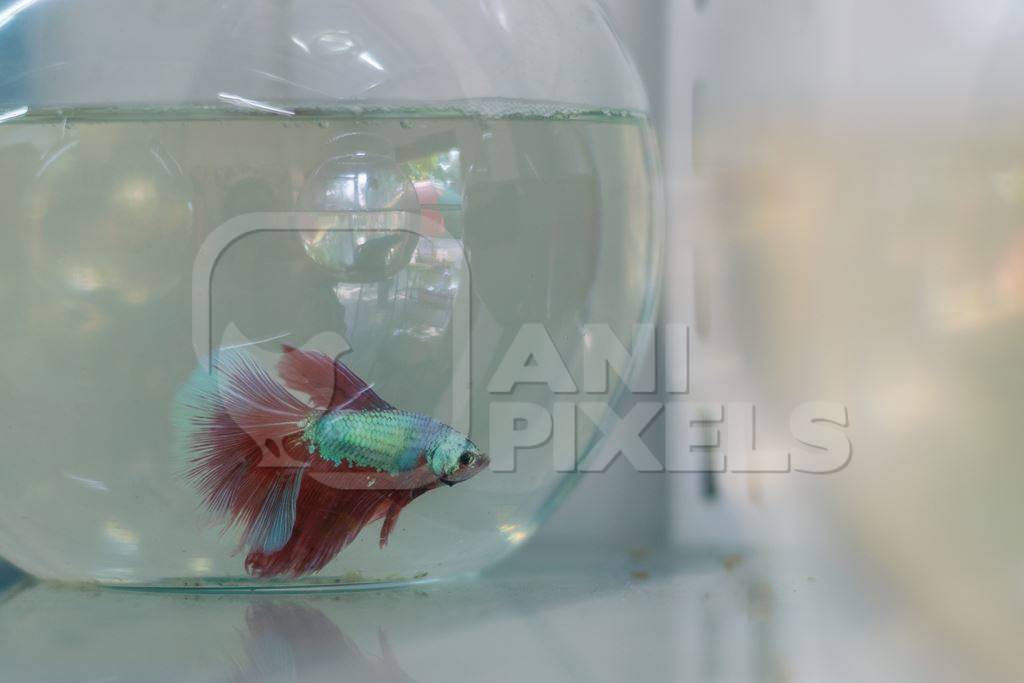 Siamese fighting fish or betta fish captive in fish bowl on sale as pets at a pet shop in a city in Maharashtra, 2020