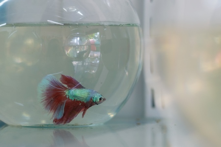 Siamese fighting fish or betta fish captive in fish bowl on sale as pets at a pet shop in a city in Maharashtra, 2020