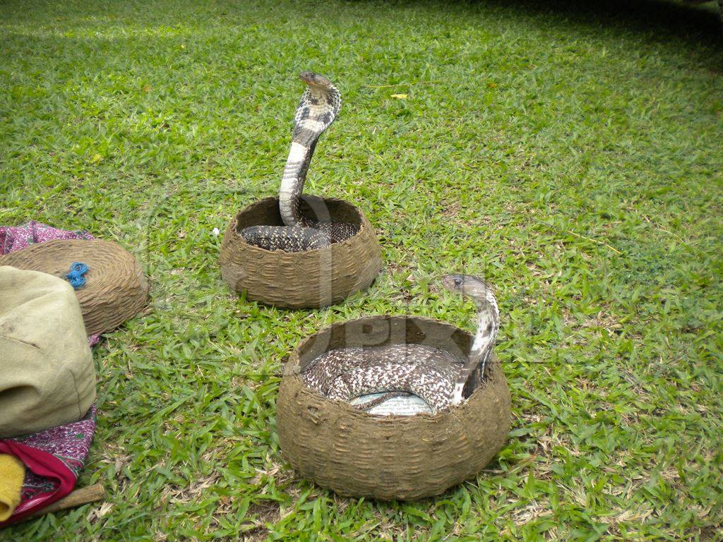 Two snakes in baskets with green grass background