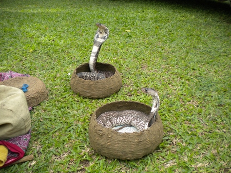 Two snakes in baskets with green grass background